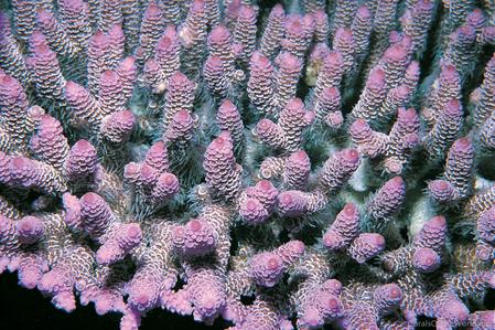 CotW: Acropora millepora