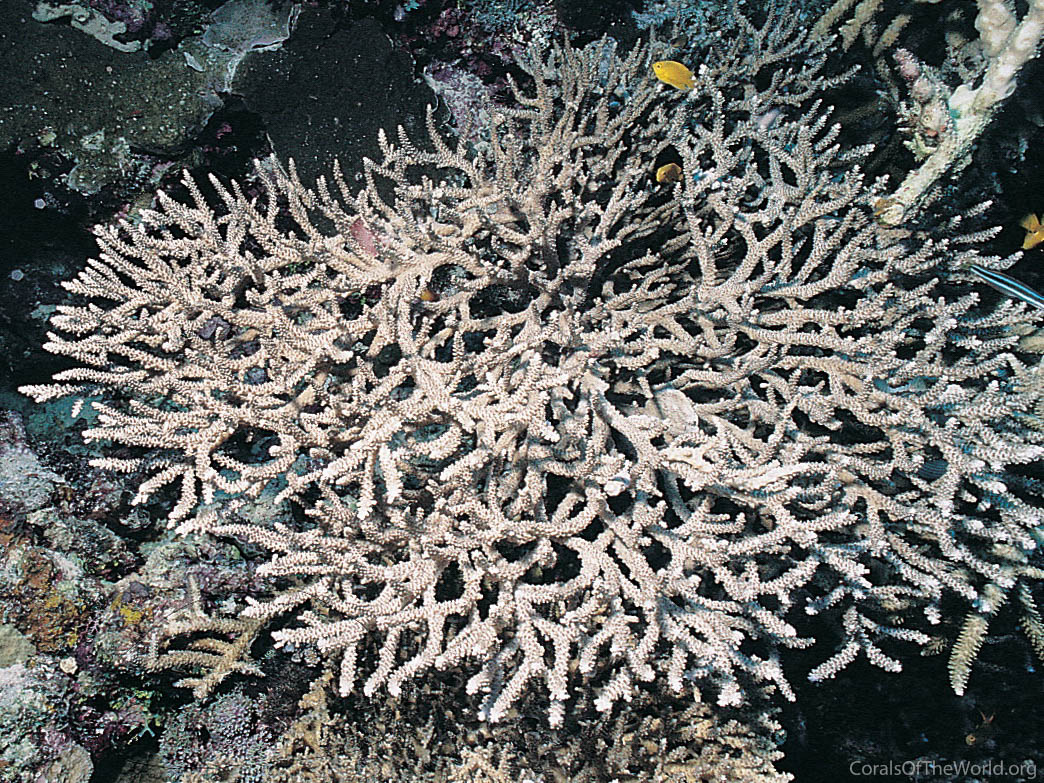 Acropora mirabilis