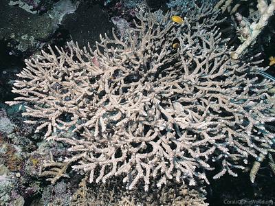 CotW preview: Acropora mirabilis