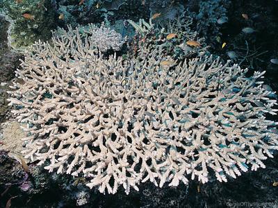 CotW: Acropora mirabilis