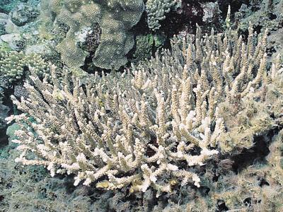 CotW: Acropora mirabilis