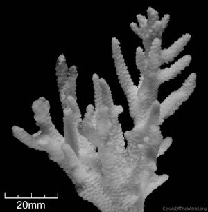 CotW: Acropora mirabilis