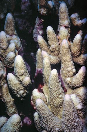CotW preview: Acropora monticulosa