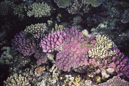 CotW: Acropora monticulosa