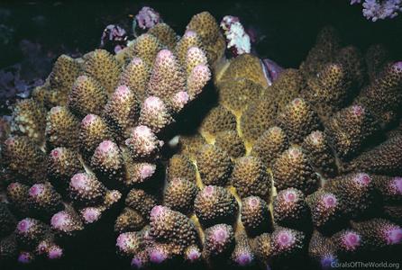 CotW: Acropora monticulosa