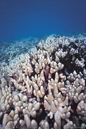 CotW: Acropora monticulosa