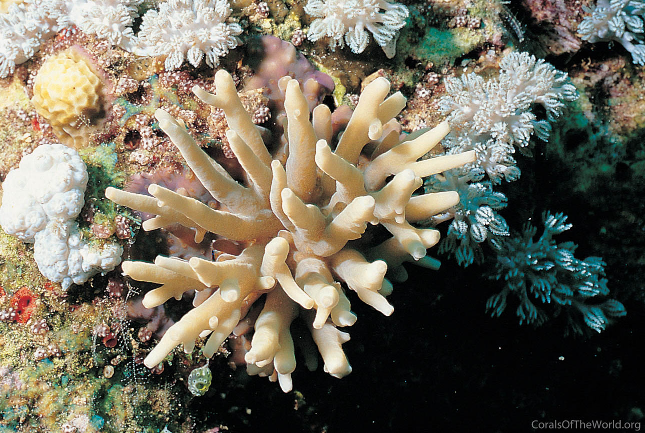 Acropora multiacuta
