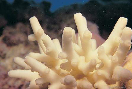 CotW: Acropora multiacuta