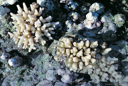 CotW: Acropora multiacuta