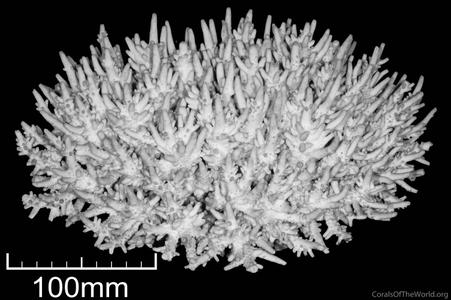 CotW: Acropora multiacuta