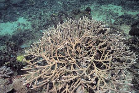 CotW preview: Acropora muricata