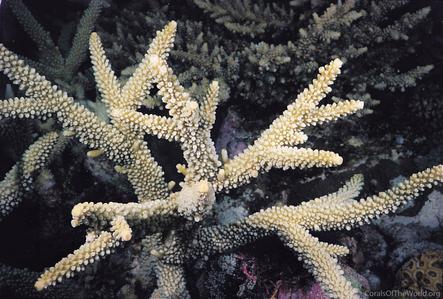 CotW: Acropora muricata