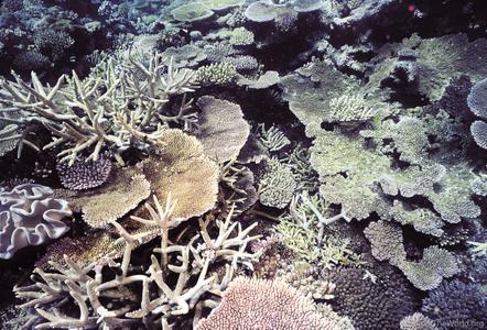 CotW: Acropora muricata