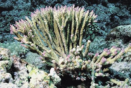 Acropora nana