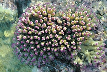 CotW preview: Acropora nana