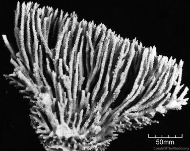 CotW: Acropora nana