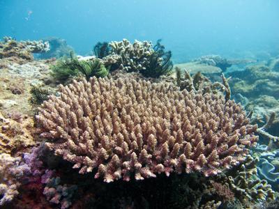 CotW preview: Acropora nasuta