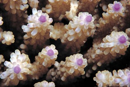 CotW: Acropora nasuta