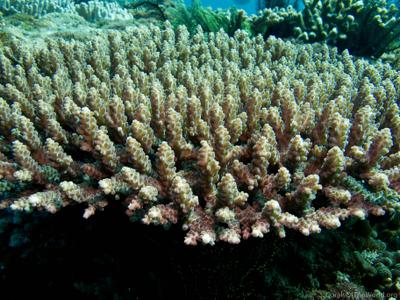 CotW: Acropora nasuta