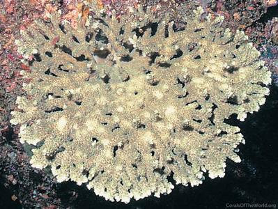 CotW: Acropora natalensis