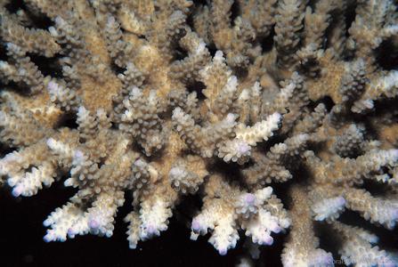 CotW: Acropora natalensis