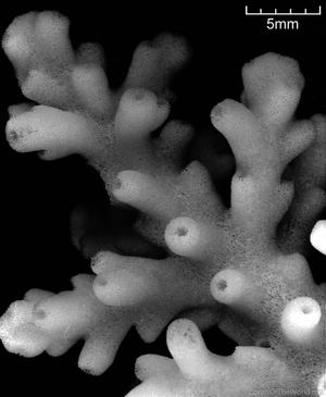 CotW: Acropora navini