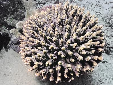 CotW: Acropora ocellata