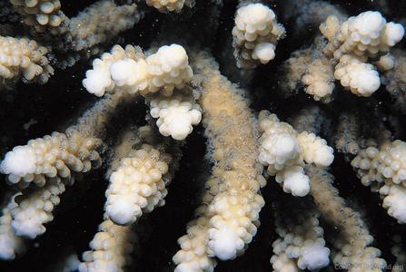 CotW: Acropora ocellata