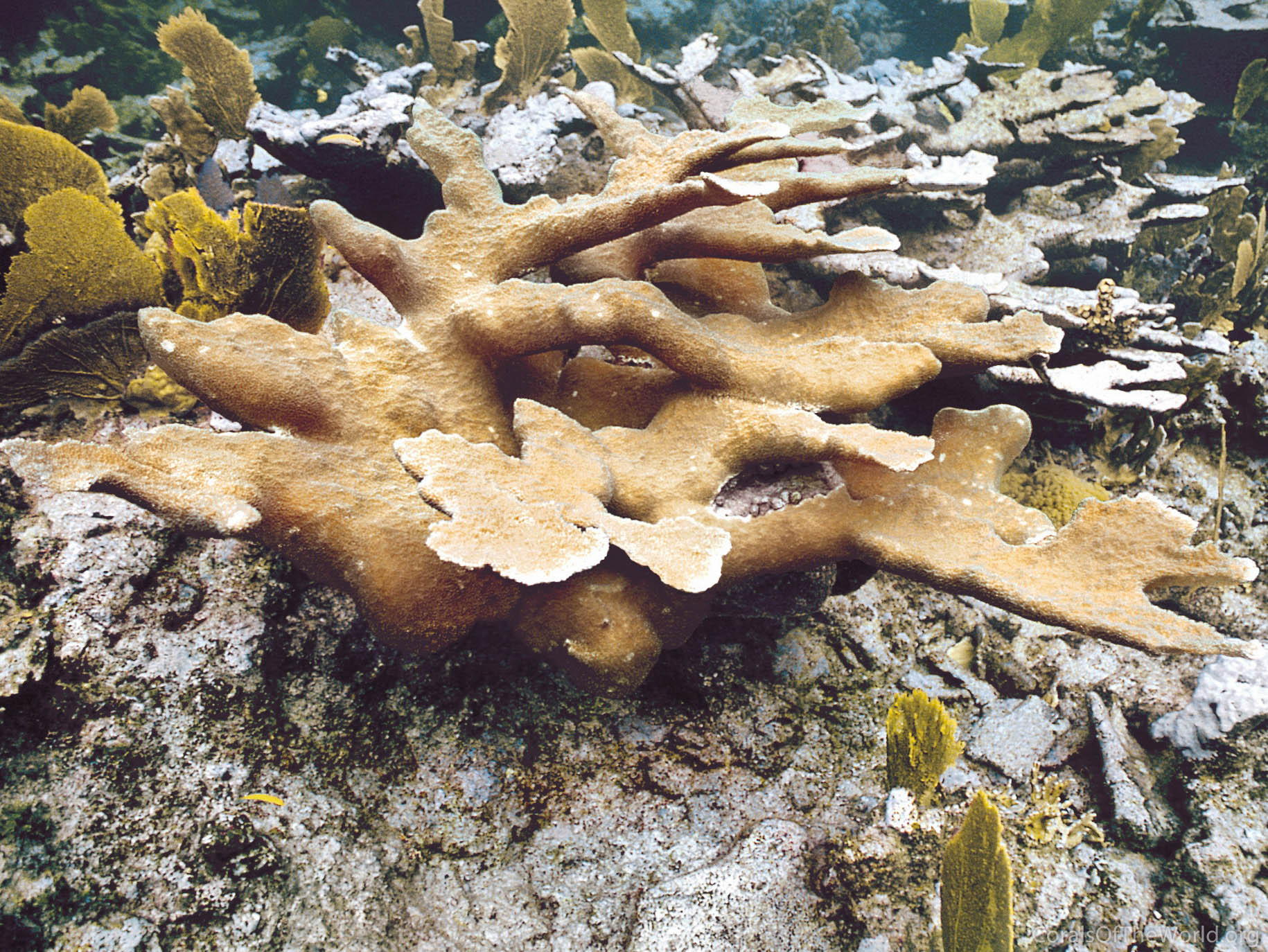 Acropora palmata
