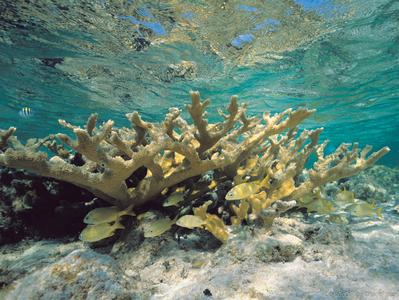 CotW preview: Acropora palmata