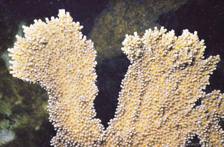 CotW: Acropora palmata
