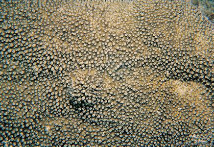 CotW: Acropora palmerae
