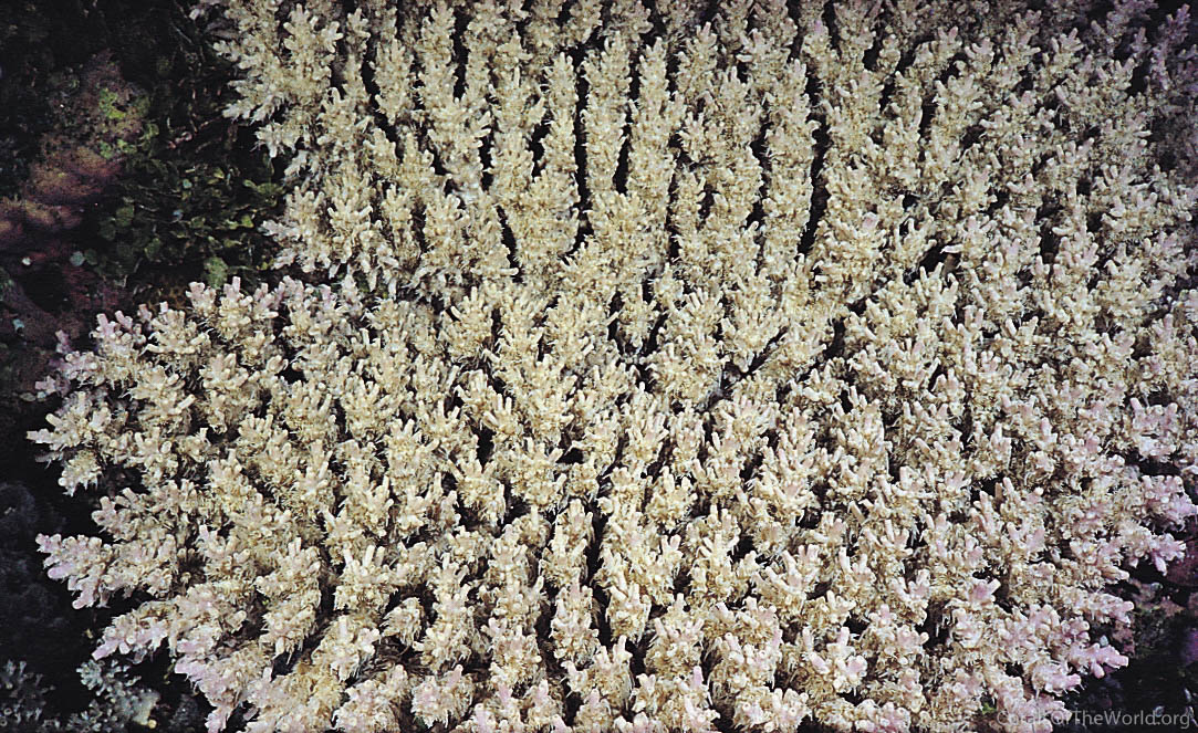 Acropora paniculata