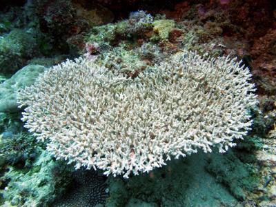 CotW: Acropora paniculata