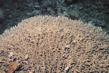 CotW: Acropora paniculata