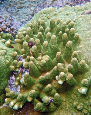 CotW preview: Acropora papillare