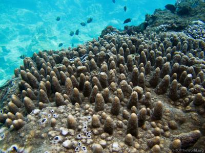 CotW: Acropora papillare