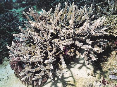 CotW preview: Acropora parahemprichii
