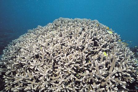 CotW: Acropora parahemprichii