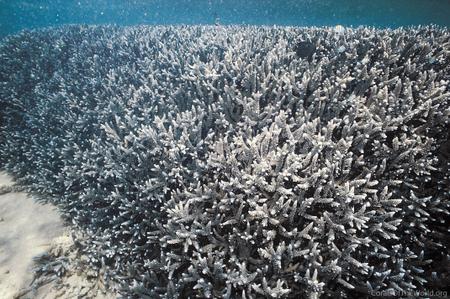 CotW: Acropora parahemprichii