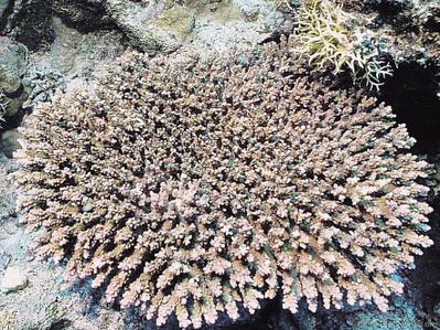 CotW preview: Acropora parapharaonis