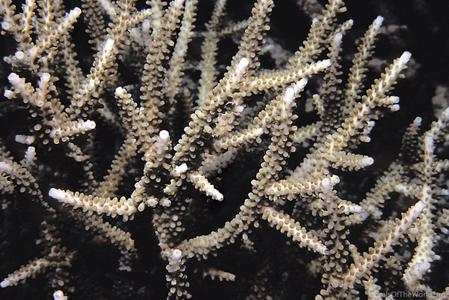 CotW preview: Acropora parilis