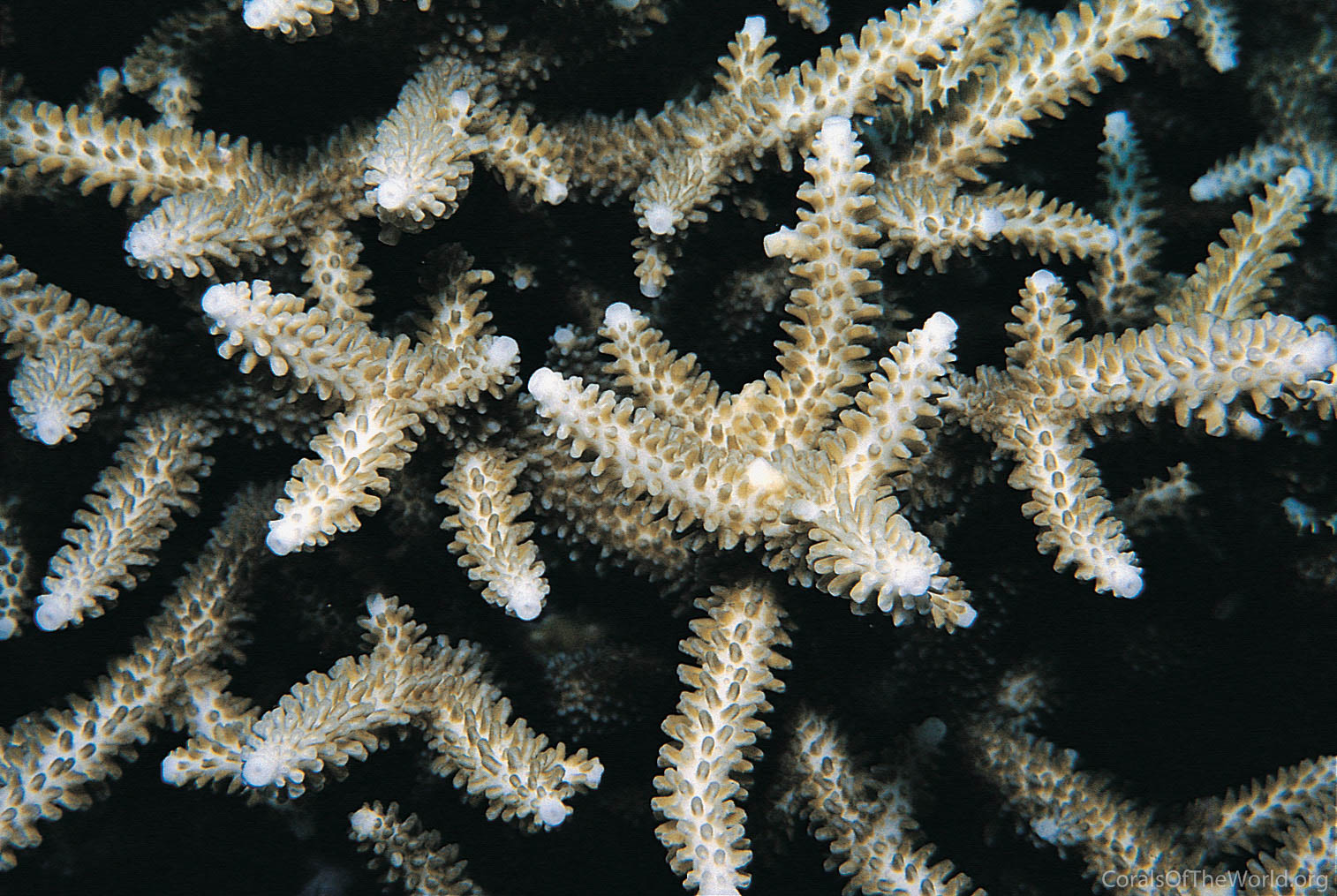 Acropora pectinatus