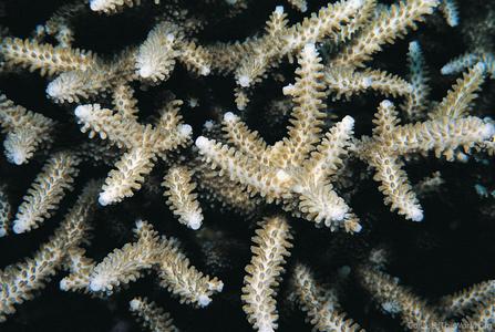 CotW preview: Acropora pectinatus