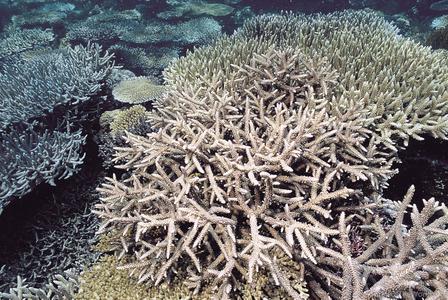CotW preview: Acropora pectinatus