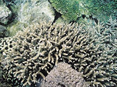 CotW: Acropora pectinatus