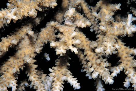 CotW preview: Acropora pharaonis