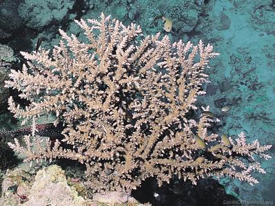 CotW: Acropora pharaonis