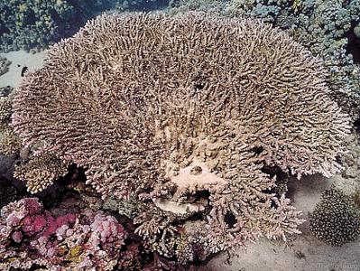 CotW: Acropora pharaonis