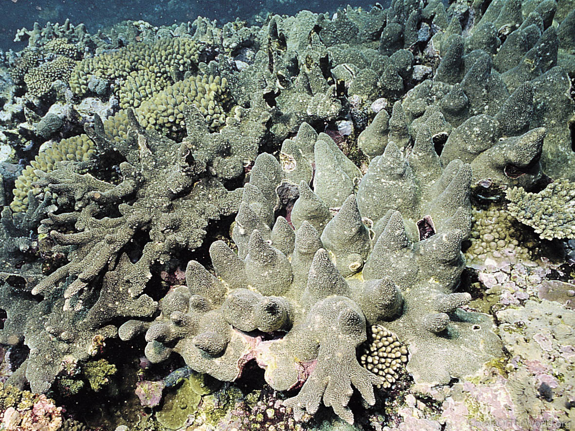 Acropora pinguis